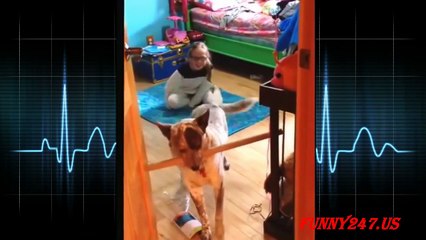 perros estupidos y graciosos parte 1