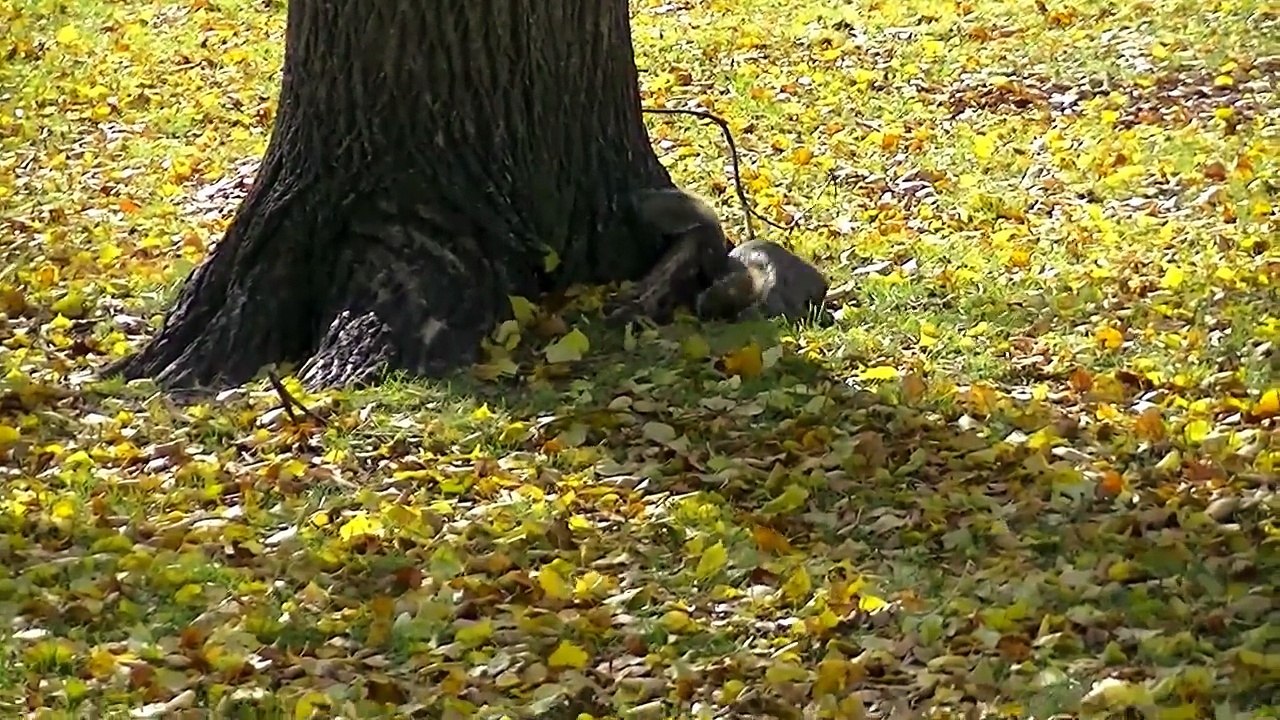 Squirrels Mating