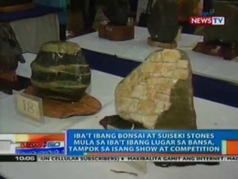 NTG: Iba't ibang Bonsai at Suiseki stones, tampok sa isang show at competition sa QC (050712)