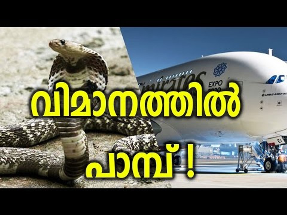 യാത്ര റദ്ദാക്കി  Emirates Flight Cancelled After Snake Found on Board - Oneindia Malayalam