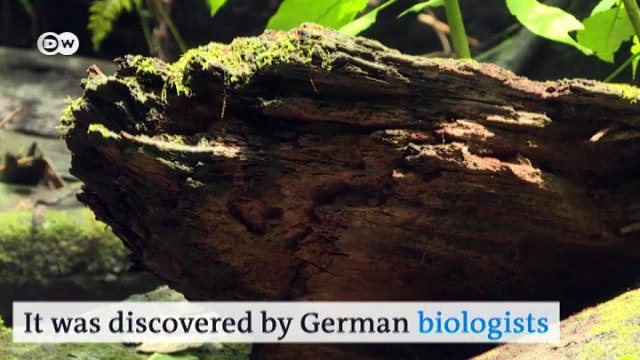 Africa's tallest tree under threat | Eco-at-Africa