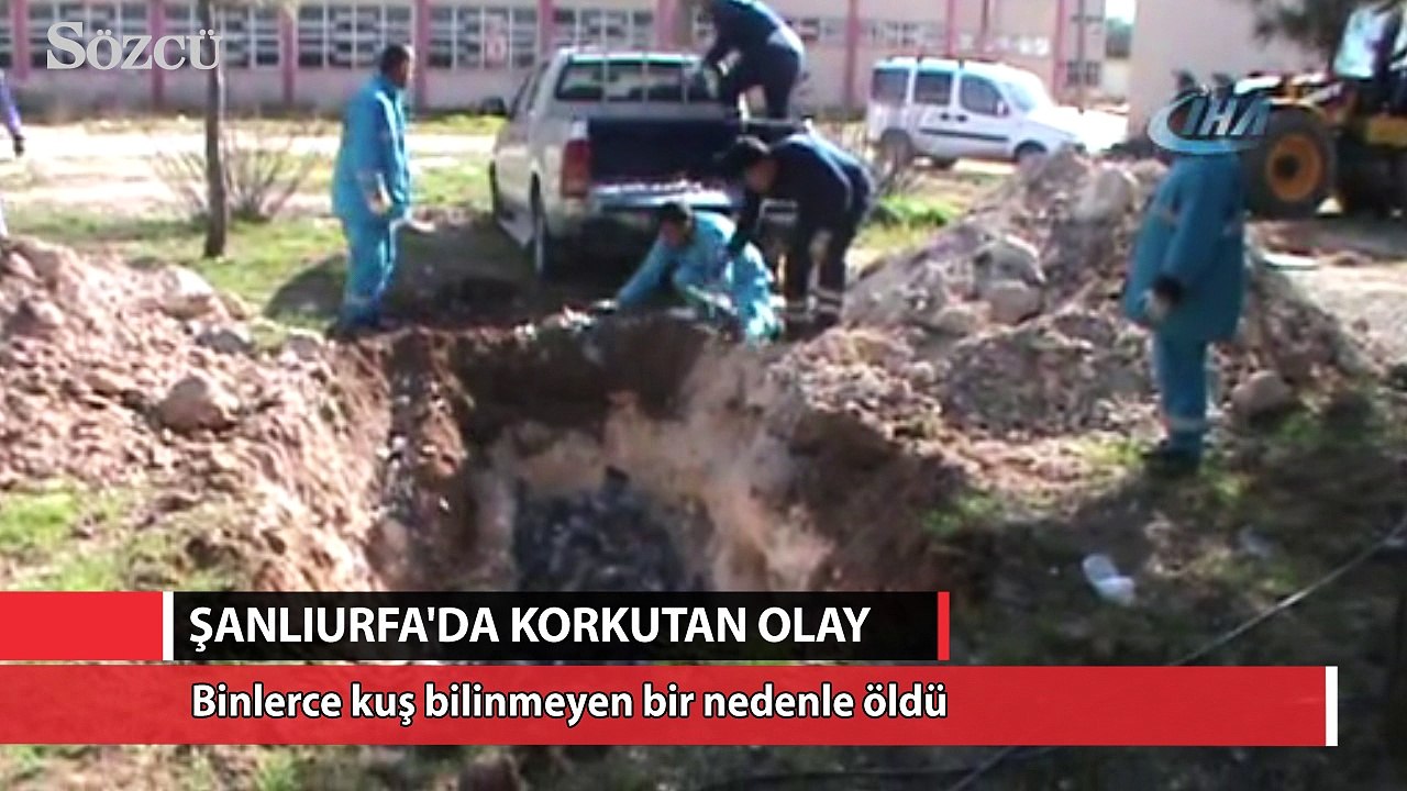 Şanlıurfa’da kuş ölümleri halkı tedirgin ediyor