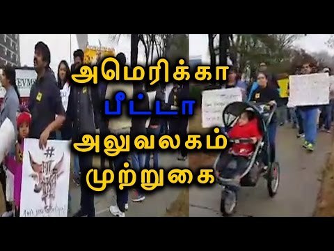 பீட்டாவின் தலைமையிடத்தில் போராட்டம் PETA HQ witness Jallikattu supporters protest- Oneindia Tamil