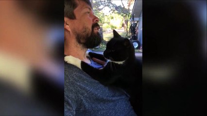 Quand ton chat te masse après une dur journée