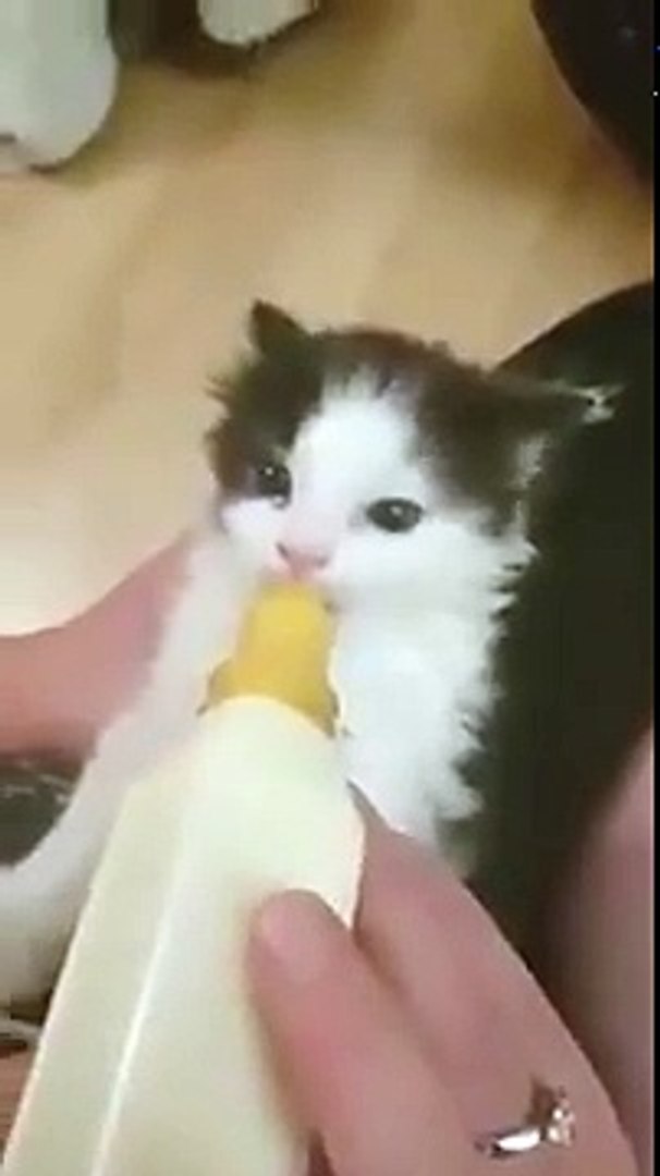 Ce chaton trop mignon bouge les oreilles quand il boit au biberon - Vidéo  Dailymotion