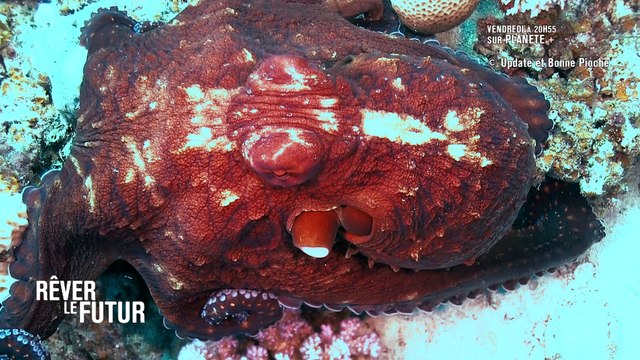 EXCLU - AVANT-PREMIERE: A quoi ressembleront les océans en 2050 ? La chaîne Planète+ a enquêté - Regardez