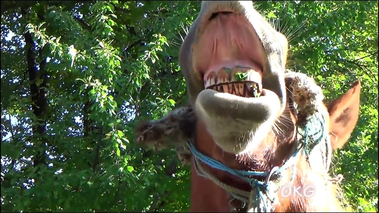 Funny Horse Videos - Try Not To Laugh [BEST OF]