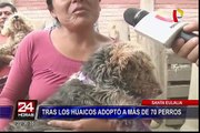 Huarochirí: mujer junto a su familia rescató a más de 70 perros