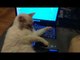 Napping Cat Won't Leave Warmth of Laptop Without a Fight