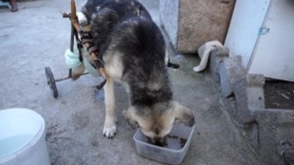 Araba Çarpan Köpeğe Pazar Arabasından Yürüteç Yaptı