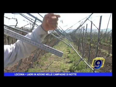 Loconia | Ladri in azione nelle campagne di notte