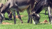 En Afrique du Sud, les braconniers s'en prennent aux ânes