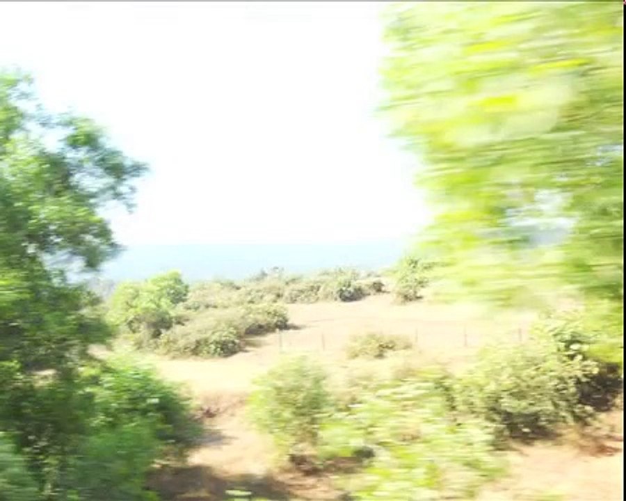 Green tree Nature