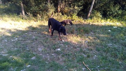 21 Mars NALKpromenade en garrigue 9 semaines