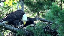Hays bald eagles bring cat to nest for eaglets