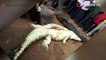 African crocodile eats 8-year-old boy, body retrieved after croc shot