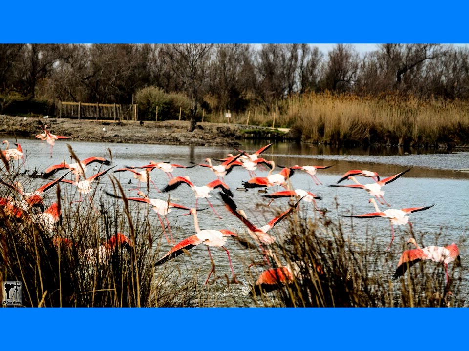 Ma Camargue