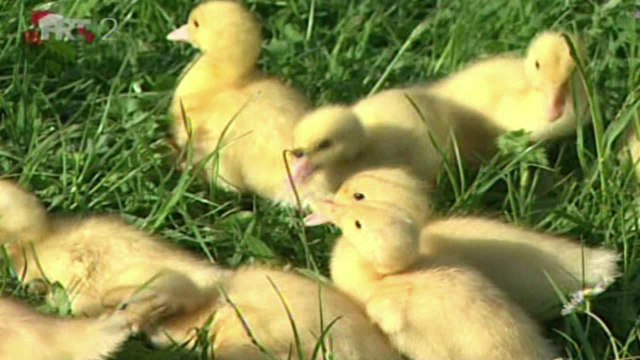 Luka Nižetić ~ PROLJEĆE • Spot by Jelena Osijek HR