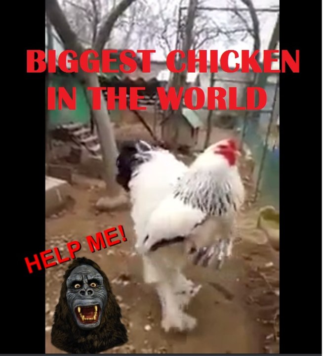 The Big Chicken Video
