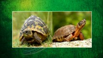 Help Save Turtles And Tortoises For Future Generations