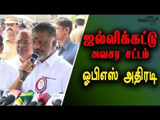 ஜல்லிக்கட்டுக்காக அவசர சட்டம் | Ordinance on Jallikattu to be issued:OPS- Oneindia Tamil