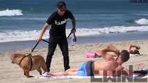 Dog Peeing prank