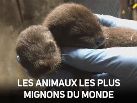 Trop craquant, naissance de deux bébés loutres !