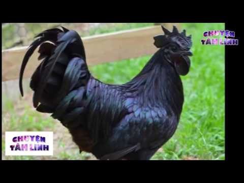 Chuyện Tâm Linh - Chuyện thật về nhân quả chuyển sinh thành gà đen trả nợ cụ mù