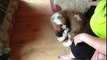 Cute Puppy Can't Stop Chasing its Tail - Funny Animals Videos