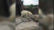 Dancing Polar Bear - Funny Animals Videos