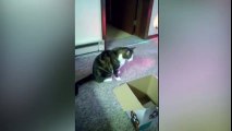 Disco Cat Jumps into a Box - Funny Cats Videos