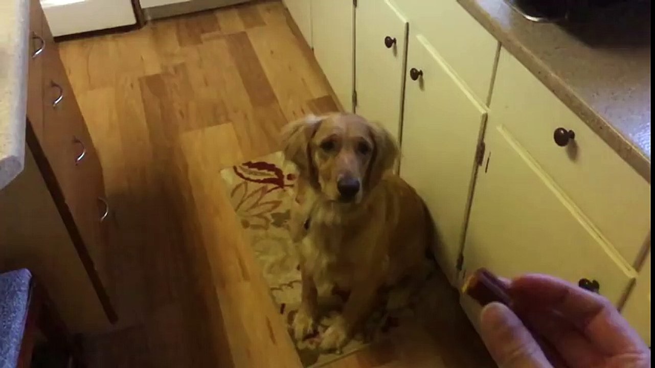 Dog Misses in Slow Motion - Funny Animals Videos