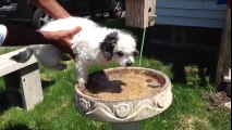 Dog Swims in Bird Bath - Funny Animals Videos