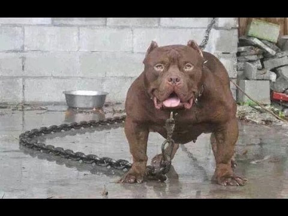 Top 10 Strongest Dogs in The World