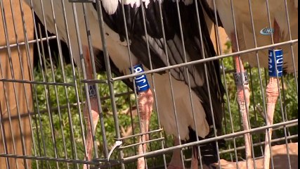 Tedavisi Tamamlanan Leylekler Gökyüzüyle Buluştu