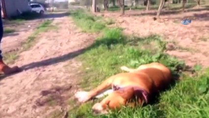 Köpeği Bıçaklayarak Öldürdüler
