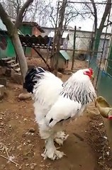Ce coq est tellement grand qu'il ne semble pas réel