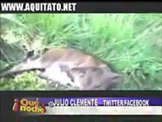 Lo Descubrieron Haciendo Esto Con Una Vaca y Asi Fue Como terminó!