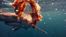 Incredible close-up footage of large sharks grabbing bait