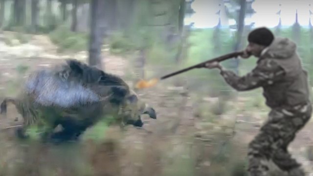 Wild boar hunting on the driven hunt best moments