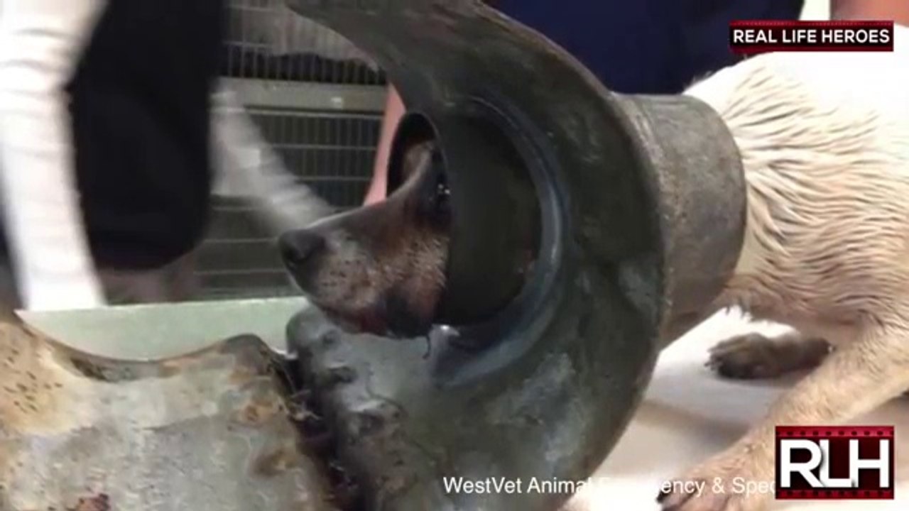 ---REAL LIFE HEROES- Restoring Faith in Humanity in 2017 Part 20