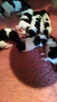 Chiots English Springer Spaniel