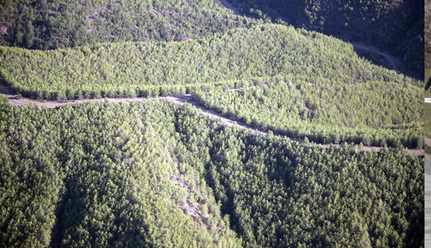 ORMAN VE SU İŞLERİ BAKANLIĞI 2016 YILINDA KAYSERİ´DE 3 MİLYON 664 BİN ADET FİDAN DİKTİ.