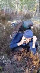 Un oiseau tente de s'accoupler avec un humain