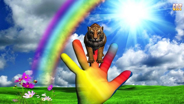Lion,Tiger,Cheetah Finger Family 3d animals animated English rhymes Collection 2 hours vid