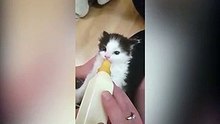 Regardez la façon dont cet adorable chaton tète son biberon !