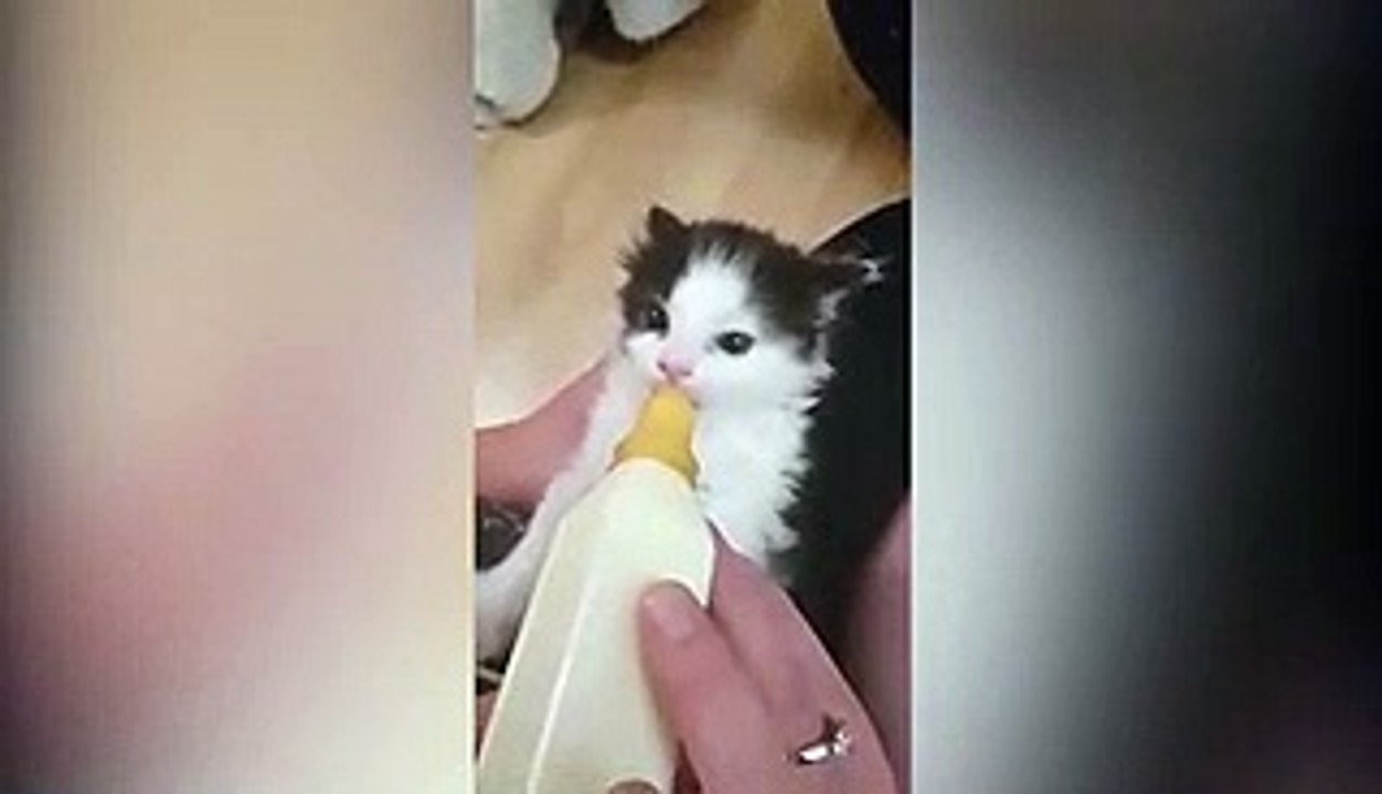 Regardez la façon dont cet adorable chaton tète son biberon !