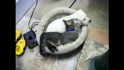 Aynı Yatağı Paylaşan Kedi İle Köpek