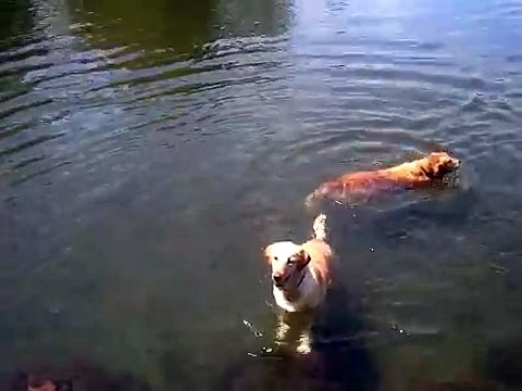 Un chien nage en faisant la brasse