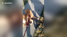 Stubborn golden retriever refuses to walk any further